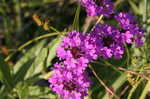 Tuberous vervain